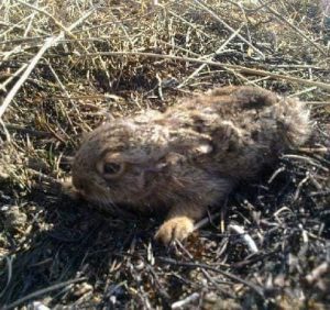 На Закарпатті бум випалювання сухостою, рятувальники закликають громадян цього не робити