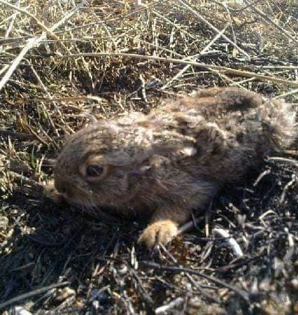 На Закарпатті бум випалювання сухостою, рятувальники закликають громадян цього не робити