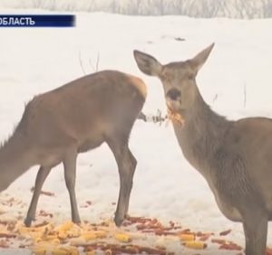 У Карпатах дикі звірі йдуть до людей по їжу (ВІДЕО)