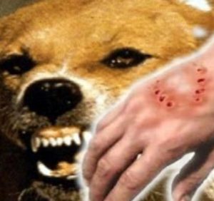 Скажені тварини – смертельна небезпека для життя і здоров’я людини. Що потрібно знати (ВІДЕО)