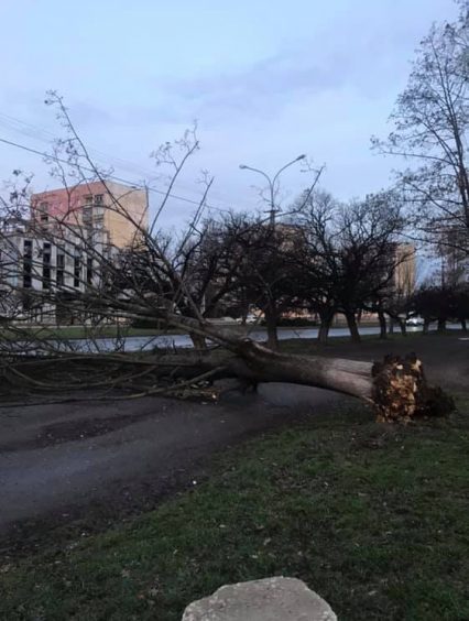В Ужгороді старе дерево звалилося і перекрило тротуар (фото)