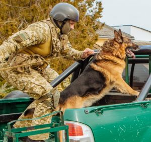 Закарпаття контрабандне: до краю прибули резерви прикордонників, військової техніки і службові собаки
