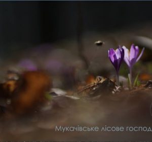 Лісівники Закарпаття показали квітку, яка цвіте навіть у Трансильванії (ВІДЕО)
