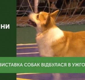 Виставка собак відбулась в Ужгороді (відео)