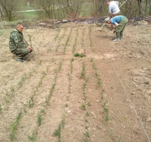 Перечинські лісівники, спільно з місцевими жителями заклали розсадник