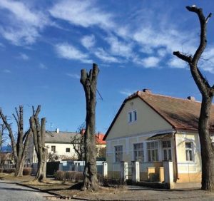 В Ужгороді подали петицію з вимогою зупинити знищення зелених насаджень – триває збір підписів