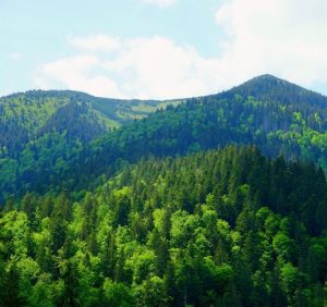 Туристична Міжгірщина лісовими масивами кличе на подорож