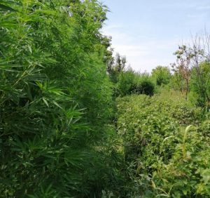 На Ужгородщині поліцейські виявили наркоплантацію