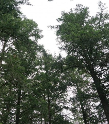 Лісівники Великоберезнянщини закладають шкілки дугласії (ВІДЕО)