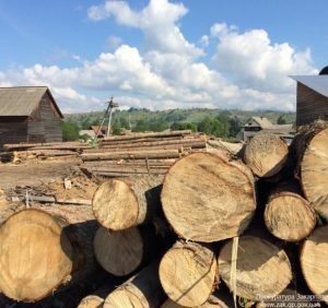 На Закарпатті прокуратура та СБУ припинили незаконну схему розкрадання деревини посадовцями лісової охорони