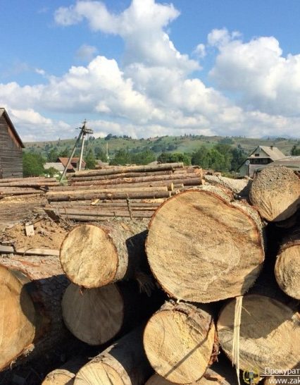На Закарпатті прокуратура та СБУ припинили незаконну схему розкрадання деревини посадовцями лісової охорони
