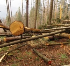 ТСК «Нацресурс» запустило голосування для викриття злочинів у екологічній сфері