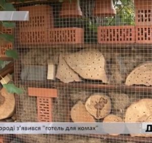 В ужгородській школі облаштували “ресторан” для птахів  (відео)
