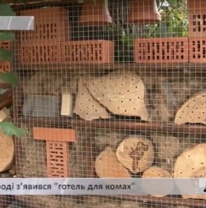 В ужгородській школі облаштували “ресторан” для птахів  (відео)