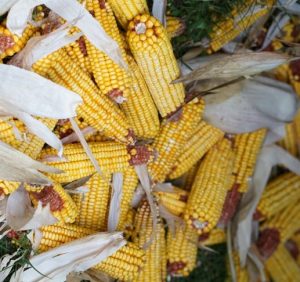 У закарпатських лісівників триває підготовка до сезону підгодівлі диких звірів (відео)