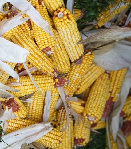 У закарпатських лісівників триває підготовка до сезону підгодівлі диких звірів (відео)