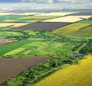 На Виноградівщині прокуратура вимагає визнати недійсним договір про незаконне використання 33 га земель сільськогосподарського призначення