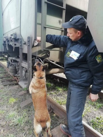 Третю протягом доби партію контрабандних сигарет виявили прикордонники на Закарпатті