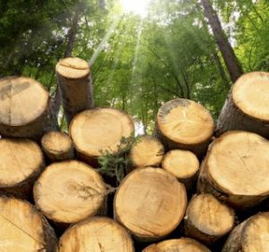 На Закарпатті викрито схему злочинного експорту деревини до ЄС за допомогою подвійного використання товарних накладних