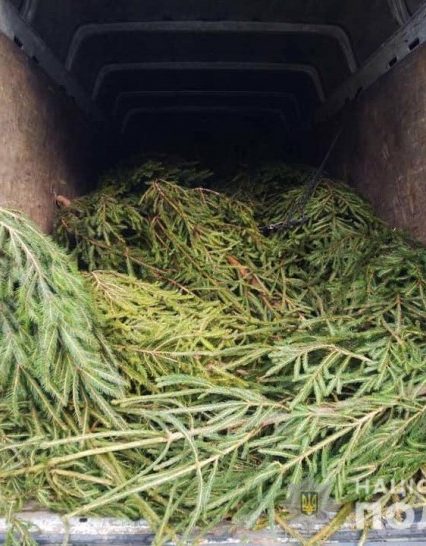 Поліція Закарпаття фіксує факти незаконної порубки та торгівлі хвойними деревами