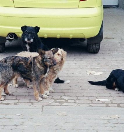 Ужгородці зібрали достатнього голосів, аби влада міста розглянула петицію про вакцинацію тварин