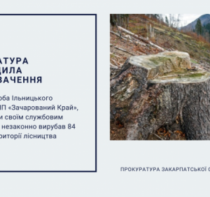 Службовець природного парку «Зачарований Край» незаконно рубав дерева на території лісництва (ВІДЕО)