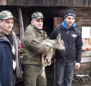 В Усть-Чорній селяни та лісівники врятували козулю