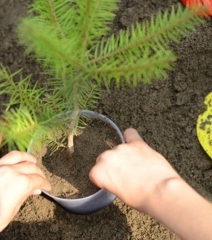 Жителів Закарпаття закликають побити «екологічний» рекорд Гіннеса