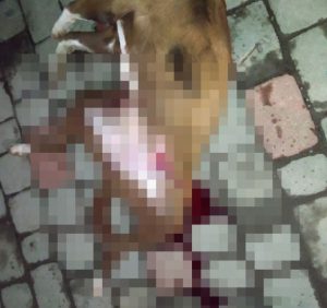 В Ужгороді посеред вулиці застрелили собаку? (фото 18 +)