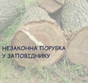 На Рахівщині чоловік незаконно порубав дерева у заповіднику: прокуратура затвердила обвинувачення