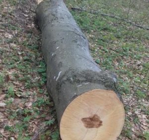 На Закарпатті прикордонники виявили незаконну вирубку лісу (фото)