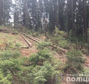 Поліція перевіряє законність вирубки лісу на Міжгірщині (фото)