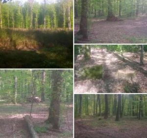 Нищівні вирубки лісу на околицях Мукачева в районі Шибки