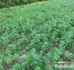“Наркотичне поле” виявили поліцейські на Виноградівщині (фото)