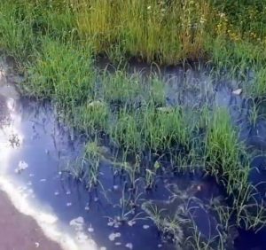 В Ужгороді фекальні стоки забруднюють воду каналу (відео)