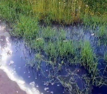В Ужгороді фекальні стоки забруднюють воду каналу (відео)