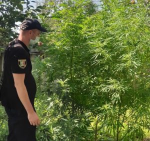 На Ужгородщині поліцейські виявили посіви конопель