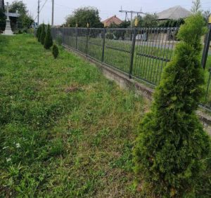 Рецидивісти пограбували територію храму поблизу Ужгорода: викрали десятки туй
