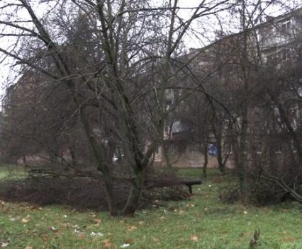 На вул. Заньковецької, 4 в Ужгороді знищують зелену зону, аби розпочати будівництво (відео)