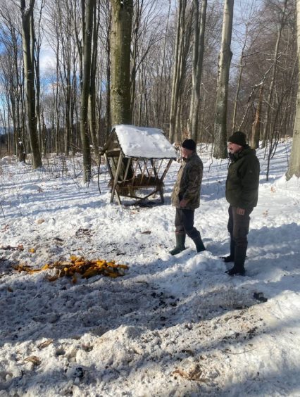 Зимовий облік мисливських тварин проводиться на Закарпатті